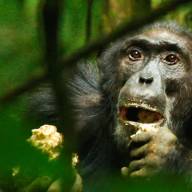 Kibale Forest National Park, Uganda Destinations