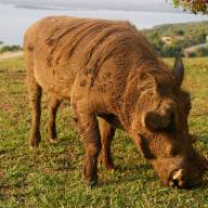 Lake Mburo National Park, Uganda Destinations