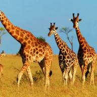 Kidepo National Park, Uganda Destinations
