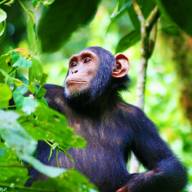 Ngamba Island Chimpanzee Sanctuary, Lake Victoria, Uganda Destinations