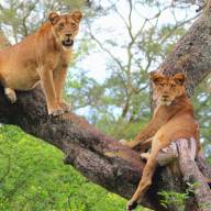 Ishasha Plains, Uganda Destinations