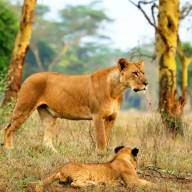 Tarangire National Park, Northern Tanzania Destination