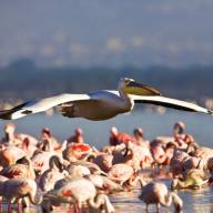 Lake Manyara, Northern Tanzania Destinations