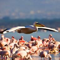  Lake Manyara, Northern Tanzania Destinations