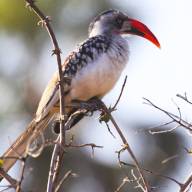 Ruaha National Park, Southern Tanzania Destination