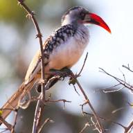 Ruaha National Park, Southern Tanzania Destination