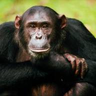 Gombe Stream National Park, Western Tanzania Destinations