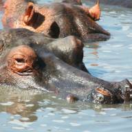 Katavi National Park, Western Tanzania Destination