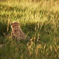Singita Serengeti Grumeti Game Reserves, Northern Tanzania Destinations